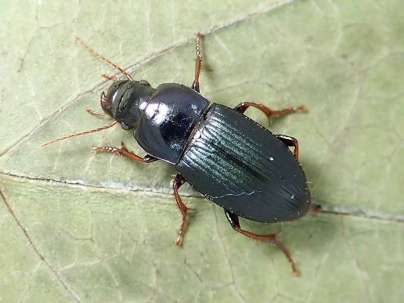 Carabidae: Harpalus affinis ?? no, Harpalus rubripes